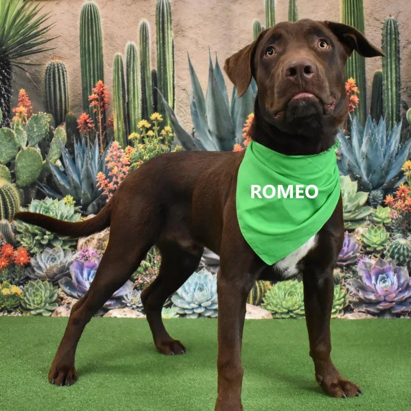 Romeo thumbnail 2