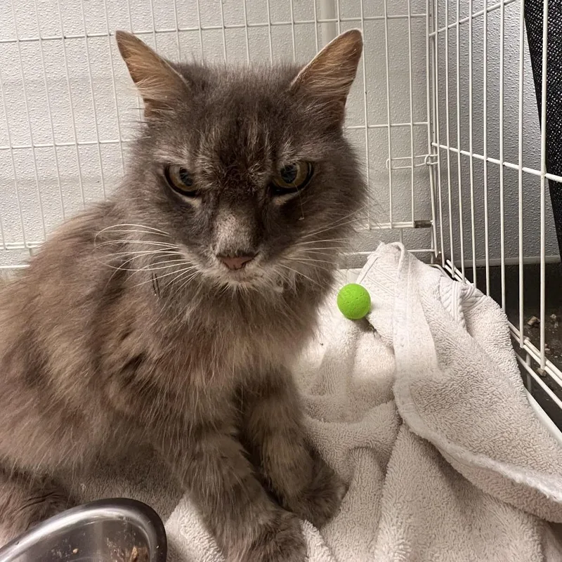 A senior medium-sized male Gray / Blue / Silver Domestic Long Hair cat named 72405 for adoption in Harrisonburg, VA