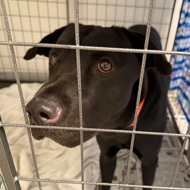 An adult large-sized male Black Labrador Retriever dog named Brock for adoption in Marshall, TX