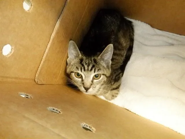 A baby small-sized female Domestic Short Hair cat named Lilac for adoption in San Jose, CA