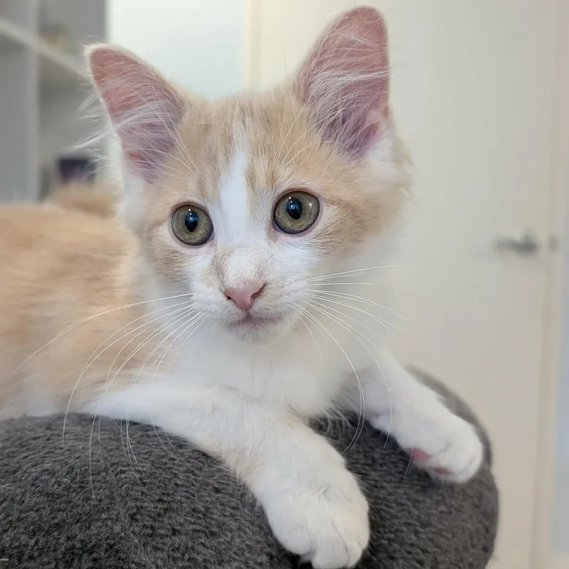 A baby small-sized male Domestic Long Hair cat named Ambrose for adoption in Forest Park, IL