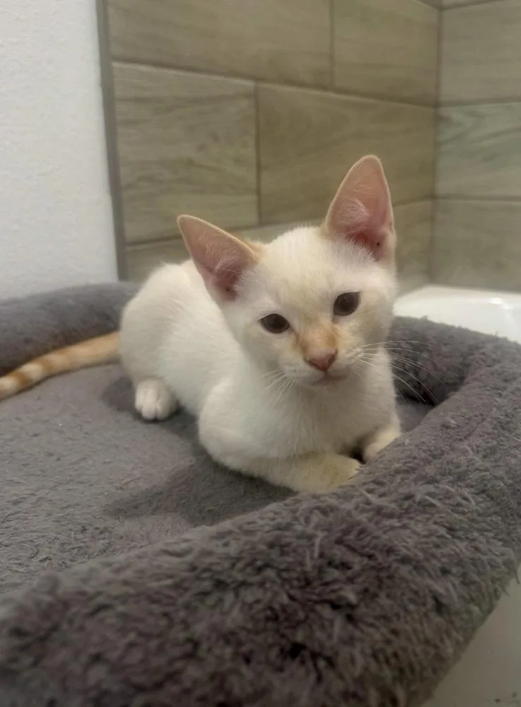 A baby small-sized male Domestic Short Hair cat named Zakumi for adoption in Dallas, TX