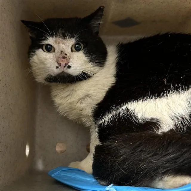 An adult medium-sized male Domestic Short Hair cat named Hopper for adoption in Lincolnton, NC
