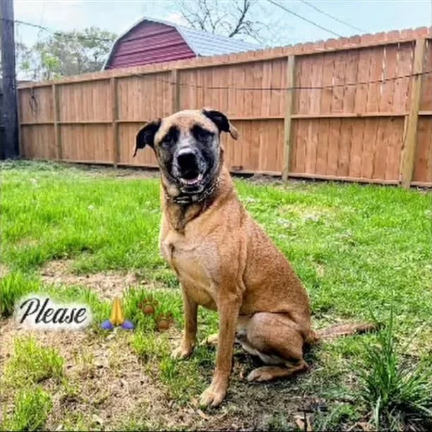 An adult large-sized male Belgian Shepherd / Malinois dog named Jasper for adoption in Garden Valley, ID