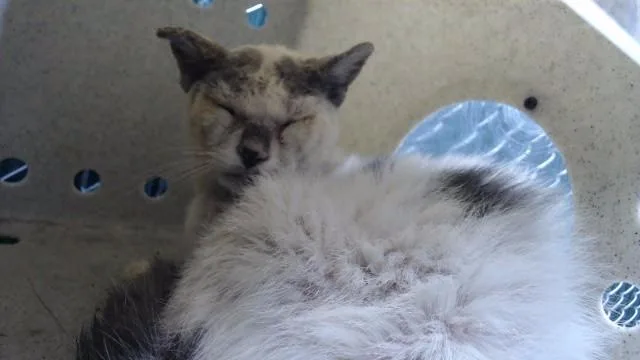 An adult medium-sized female Domestic Short Hair cat named Indokat for adoption in Downey, CA