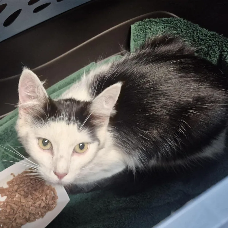An adult medium-sized female White Domestic Medium Hair cat named Sina for adoption in Tacoma, WA