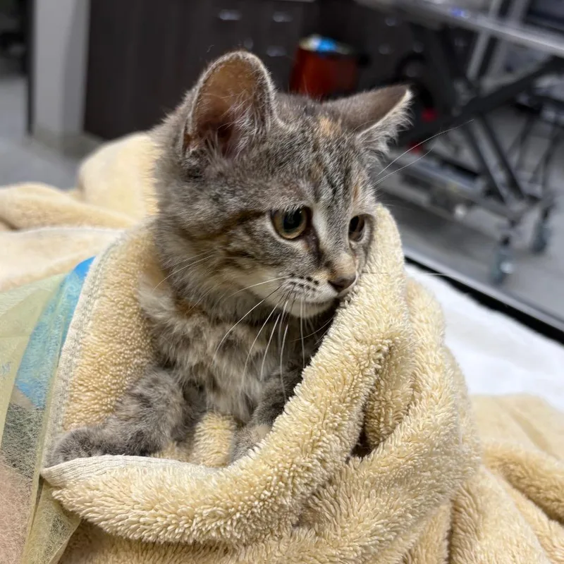 A baby small-sized female Gray / Blue / Silver Domestic Short Hair cat named Eleanor for adoption in Oak Park, IL