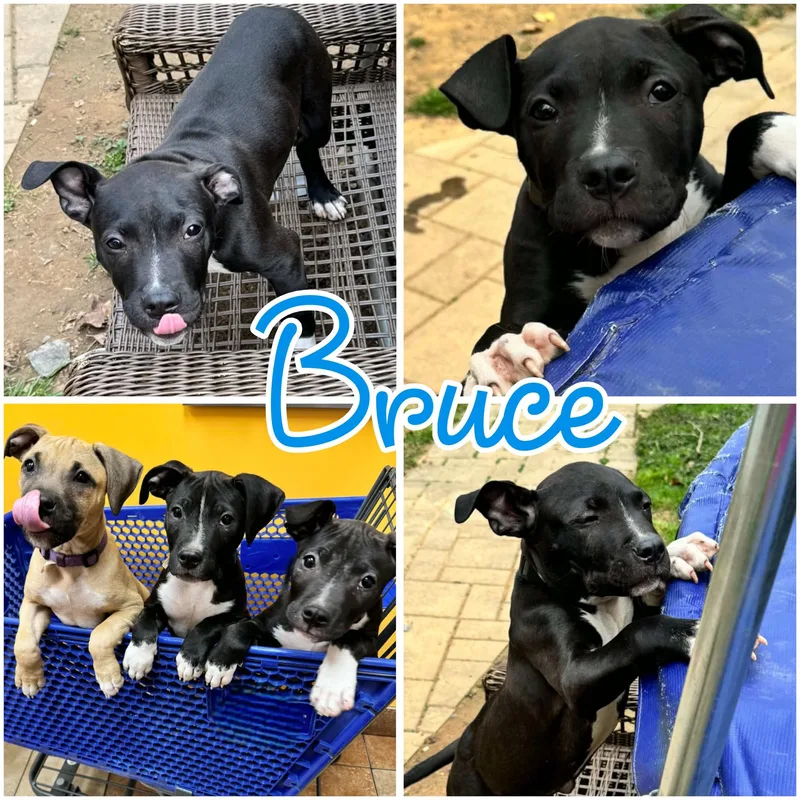 Bruce