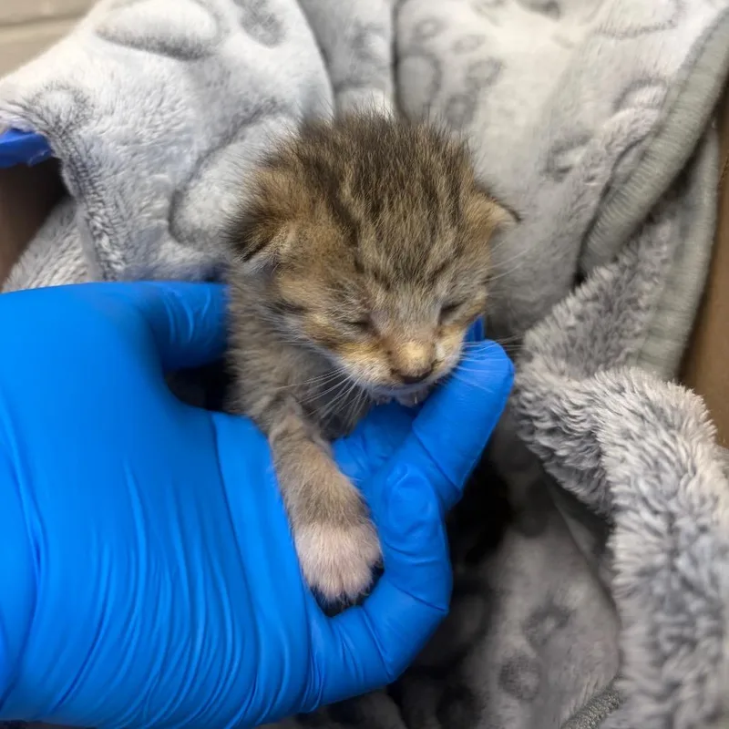 A baby small-sized male Brown / Chocolate Domestic Short Hair cat named Sunfyre for adoption in Council Bluffs, IA