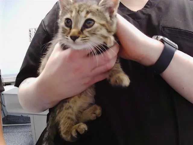 A baby small-sized female Domestic Short Hair cat named Sugar for adoption in Charlotte, NC