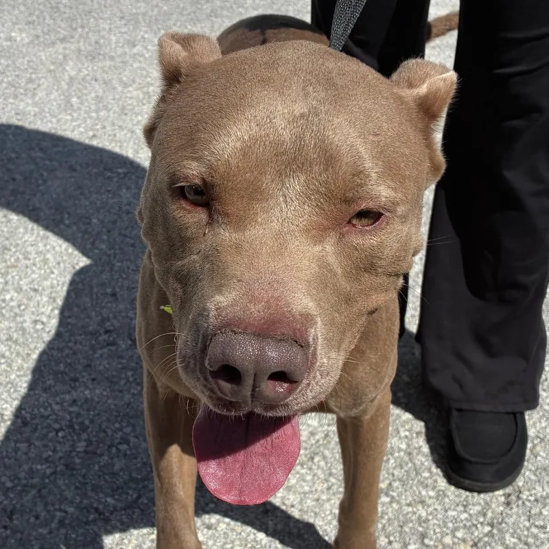 A young medium-sized male Terrier dog named Raul for adoption in Bronson, FL