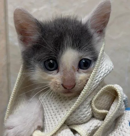 A baby small-sized male Domestic Short Hair cat named Latte for adoption in Honolulu, HI