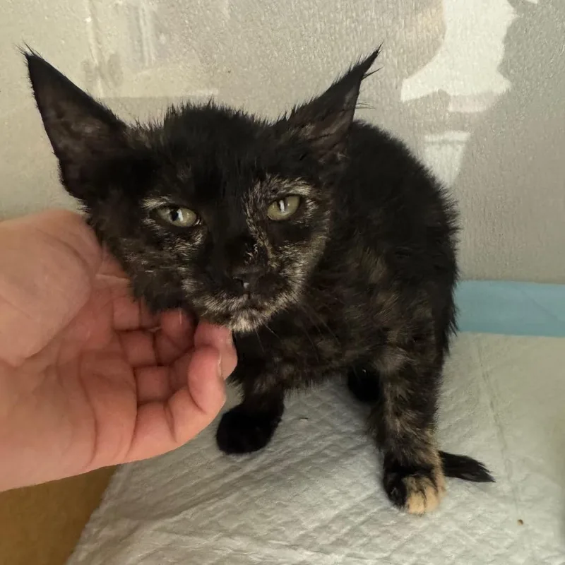 A baby small-sized female Tortoiseshell Domestic Short Hair cat named Cherry for adoption in Sunnyvale, CA
