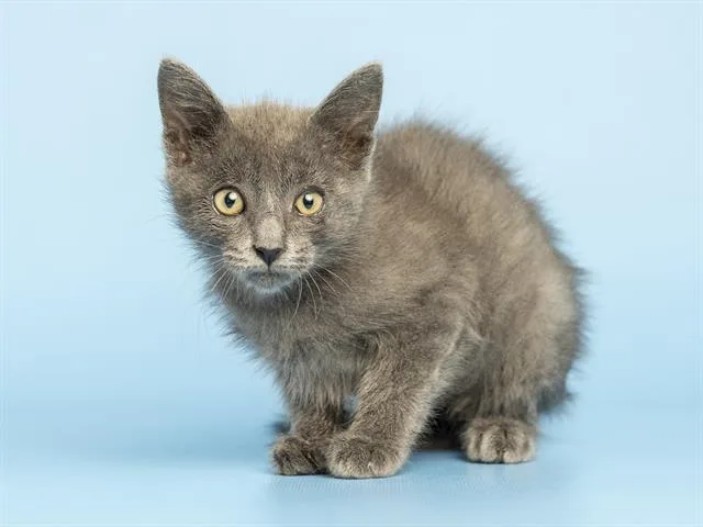 A baby small-sized female Domestic Short Hair cat named Birdy for adoption in Phoenix, AZ