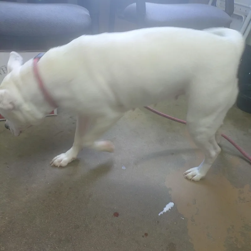 A young medium-sized female White / Cream Staffordshire Bull Terrier dog named 26-040 for adoption in Carrollton, OH