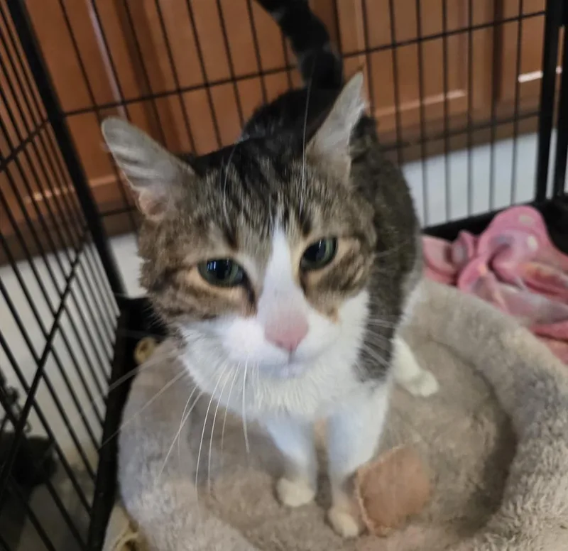 An adult medium-sized female Brown / Chocolate Domestic Short Hair cat named Angel for adoption in Southbury, CT