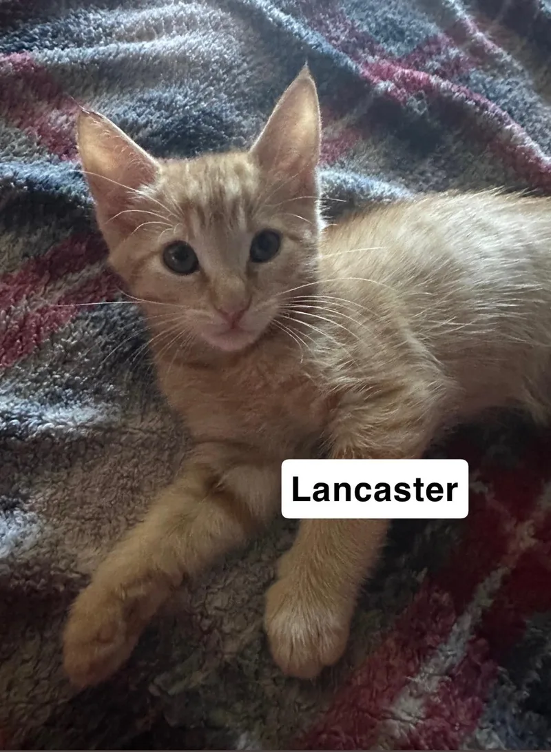 A baby small-sized male Domestic Short Hair cat named Lancaster for adoption in Dixon, CA