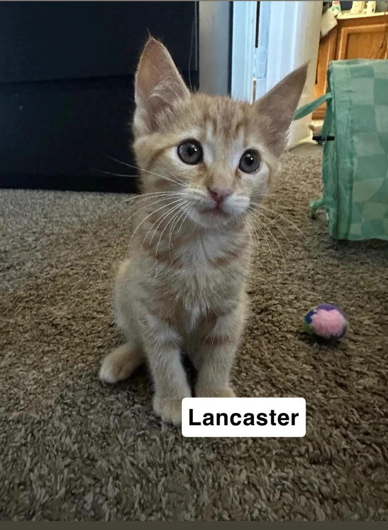 Lancaster thumbnail 3