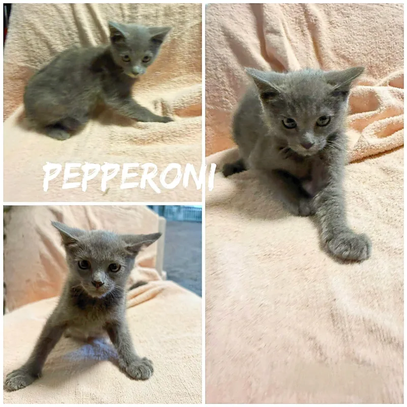 A young medium-sized male Gray / Blue / Silver Domestic Short Hair cat named Pepperoni for adoption in Saint James, MO