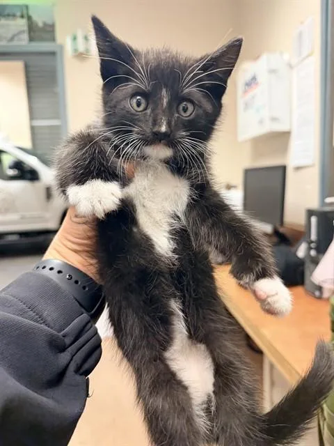 A baby small-sized male Domestic Short Hair cat named Max for adoption in San Jose, CA