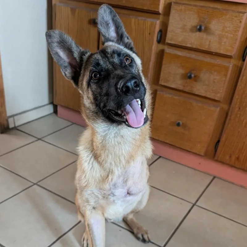 A young medium-sized male Apricot / Beige German Shepherd Dog dog named Leron for adoption in San Diego, CA
