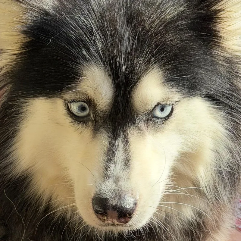 An adult small-sized female Pomsky dog named Sasha for adoption in Oak Bluffs, MA