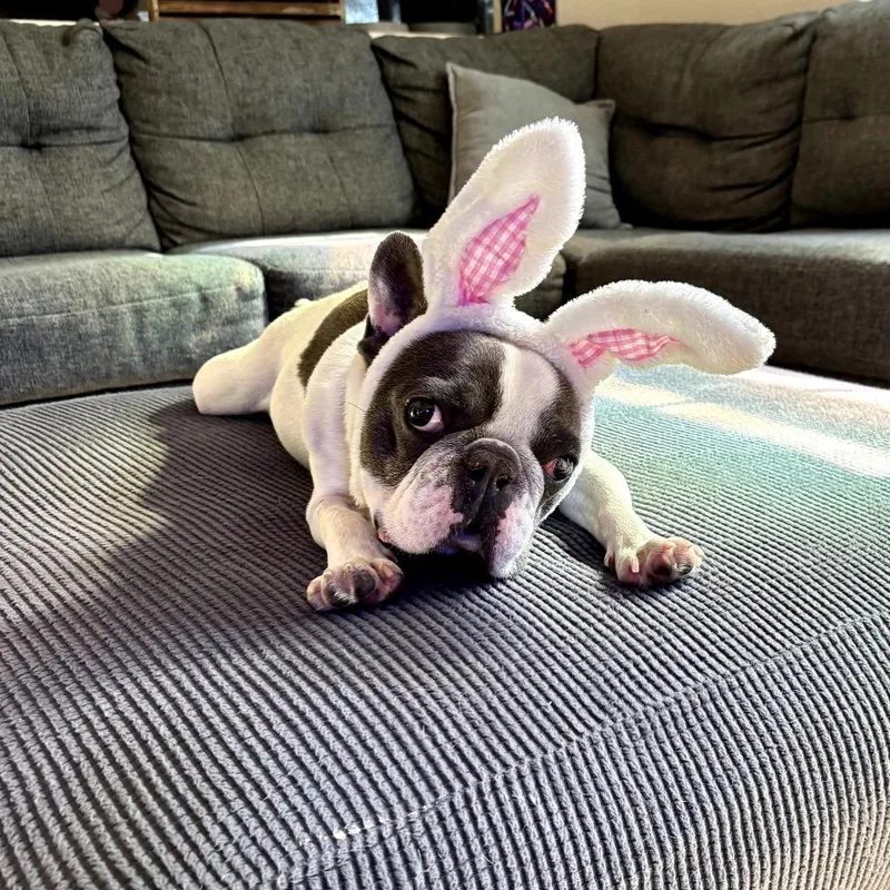 An adult small-sized male White / Cream French Bulldog dog named Buster for adoption in Oceanside, CA