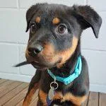 A baby medium-sized male Black Rottweiler dog named Charcoal for adoption in Green Valley, AZ