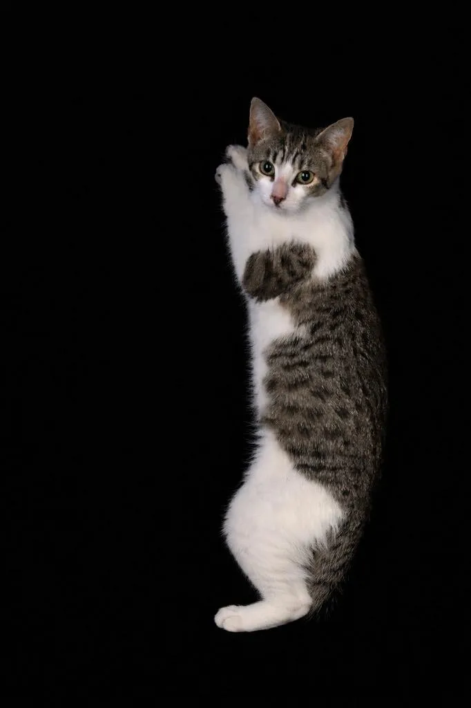 A baby medium-sized male Domestic Short Hair cat named Frumpie for adoption in Wauchula, FL