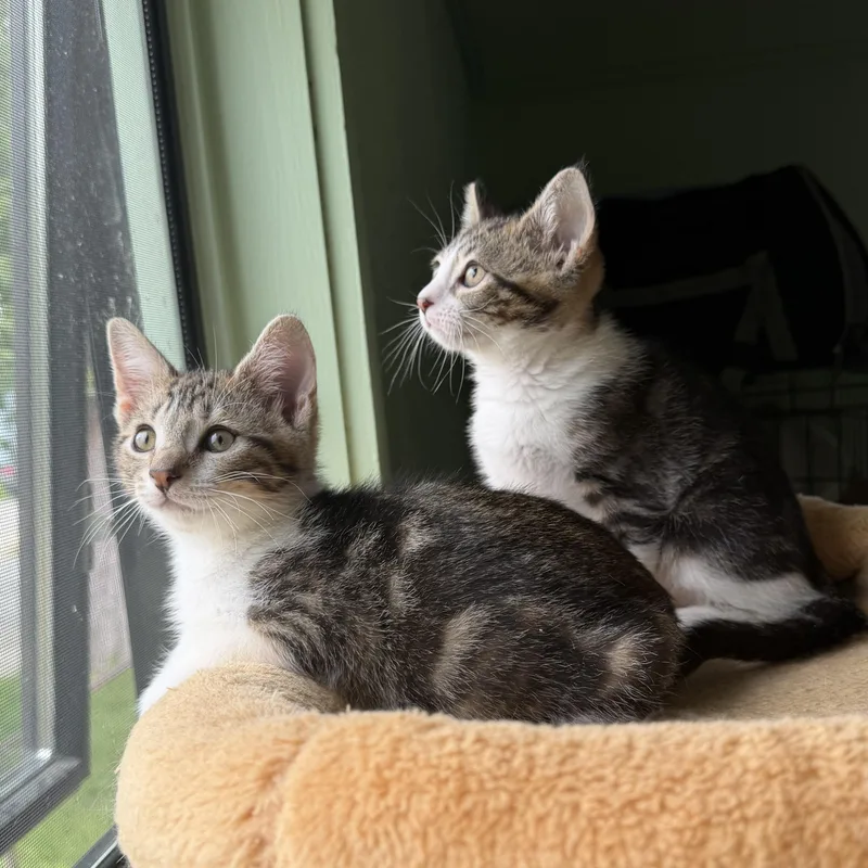 A baby medium-sized male Tabby (Brown / Chocolate) Domestic Short Hair cat named Bonsai & Haiku for adoption in Buffalo, NY
