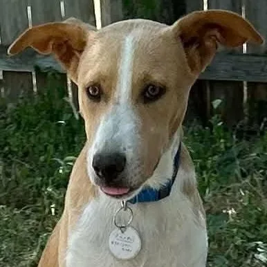 A young medium-sized male Yellow / Tan / Blond / Fawn Whippet dog named Shane for adoption in Boerne, TX