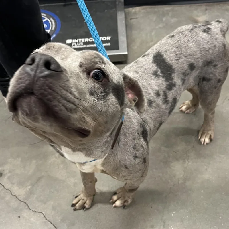 Roko