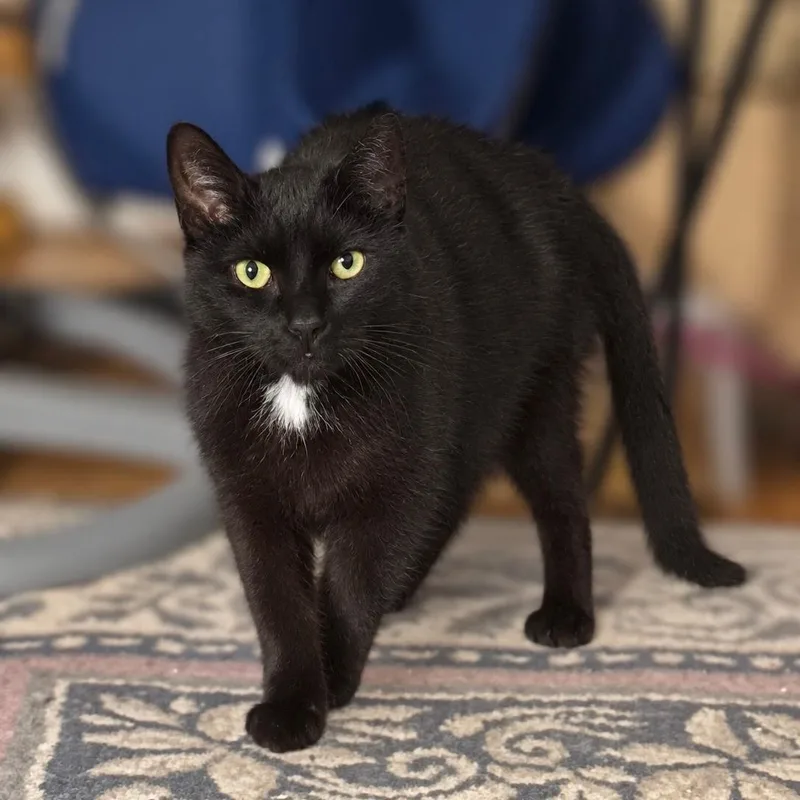 A senior medium-sized male Black & White / Tuxedo Domestic Short Hair cat named Nocturne for adoption in New York, NY