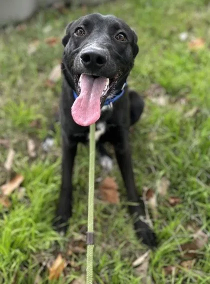 Frankincense thumbnail 2