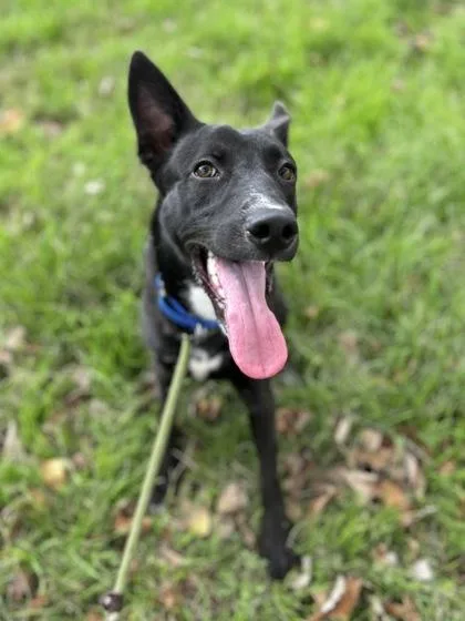 Frankincense thumbnail 3