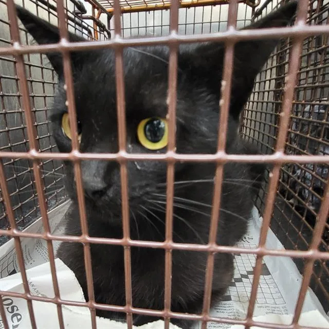 A young medium-sized male Domestic Short Hair cat named Dr. Moon for adoption in San Antonio, TX