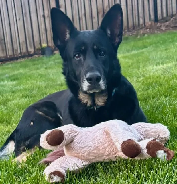 An adult large-sized female German Shepherd Dog dog named Mira for adoption in Charlotte, NC