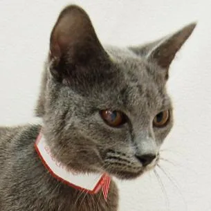 Maraschino thumbnail 2