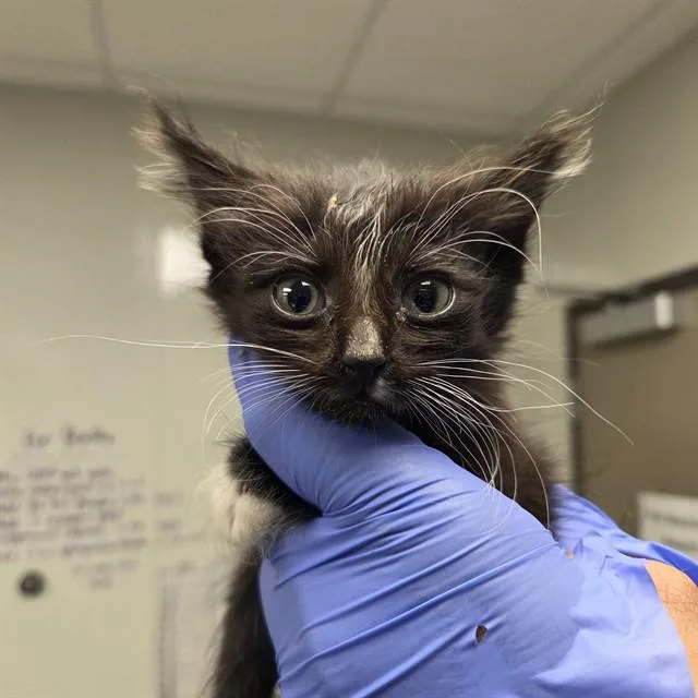 A baby small-sized female Domestic Medium Hair cat named Gabi for adoption in Ontario, CA