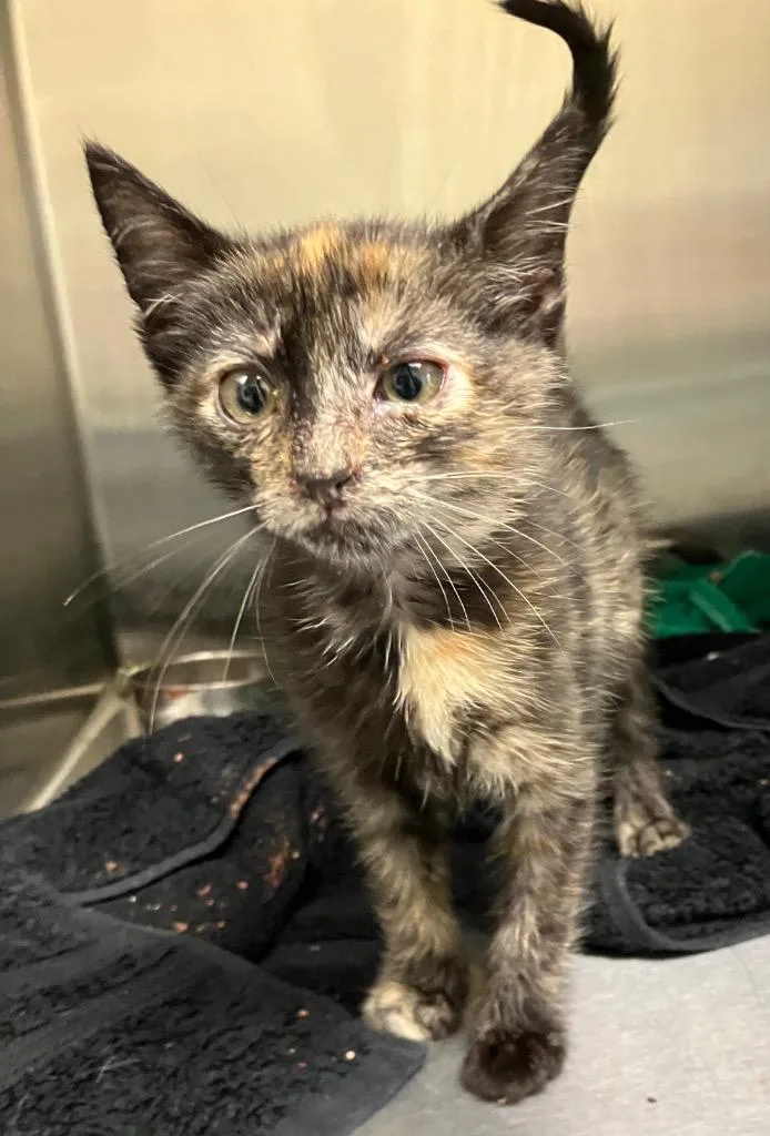 A baby medium-sized female Domestic Short Hair cat named Sussie for adoption in Christiansburg, VA