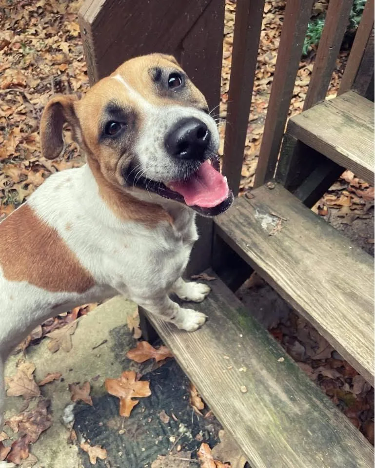 A young medium-sized female Apricot / Beige Australian Cattle Dog / Blue Heeler dog named Rosie for adoption in Rock Spring, GA