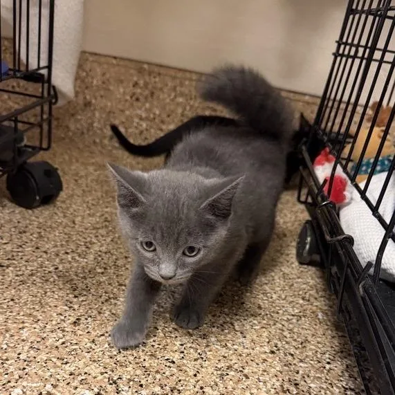 A baby small-sized male Domestic Short Hair cat named Yakisoba for adoption in Tempe, AZ