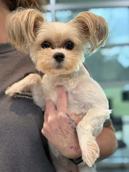 An adult small-sized female Mixed Breed dog named Dior for adoption in Memphis, TN