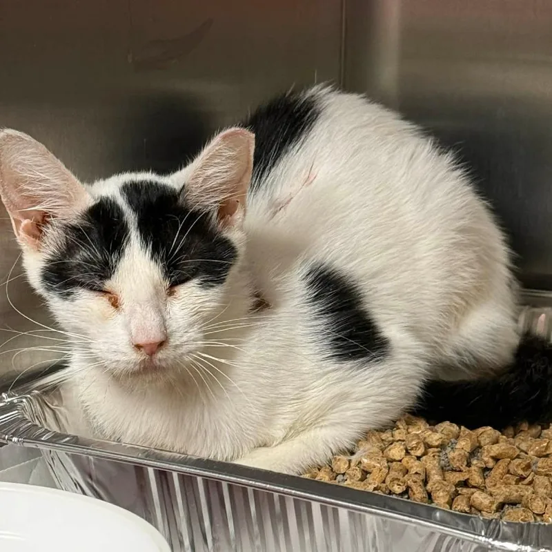 An adult small-sized female White Domestic Short Hair cat named Kat for adoption in Pauls Valley, OK