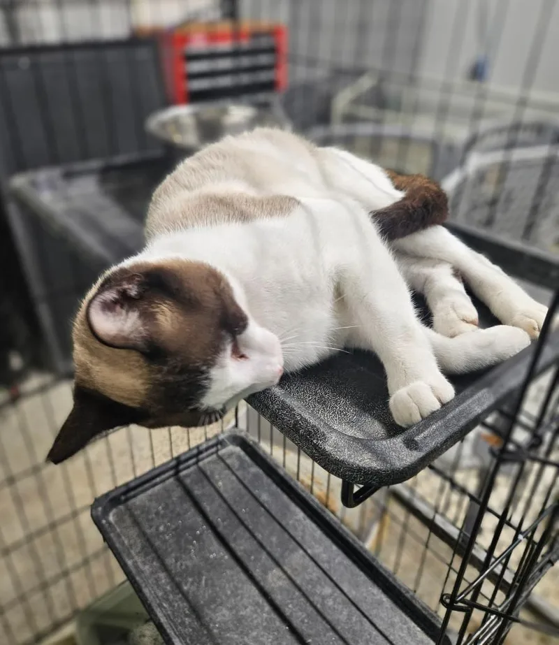 A young medium-sized male Domestic Short Hair cat named Freedom for adoption in Manchester, TN