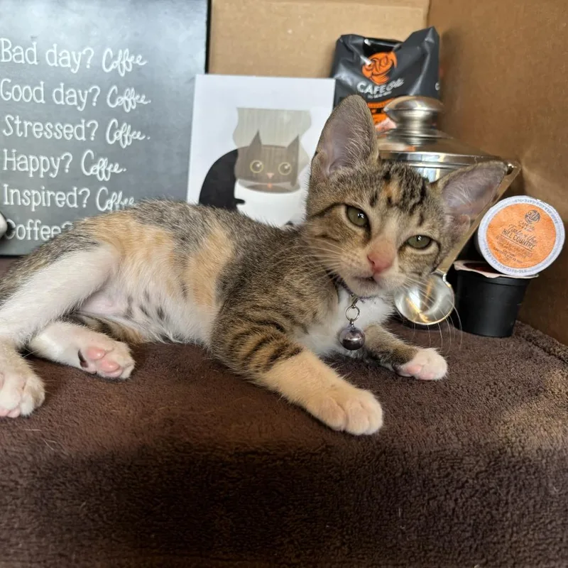 A baby small-sized female Brown / Chocolate Domestic Short Hair cat named Espresso for adoption in Bastrop, TX