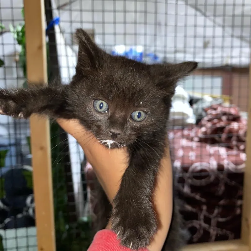 A baby small-sized female Black Domestic Short Hair cat named Miss Jackie Black for adoption in Pacific Palisades, CA