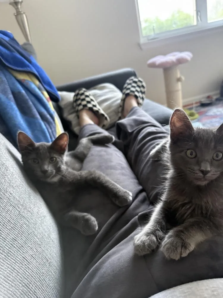 A baby medium-sized male Gray / Blue / Silver Domestic Short Hair cat named Dusty for adoption in Lafayette, CO