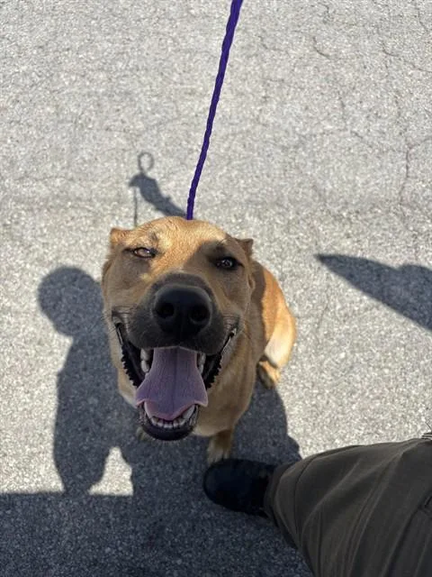 A young large-sized male German Shepherd Dog dog named Ranger for adoption in Killeen, TX