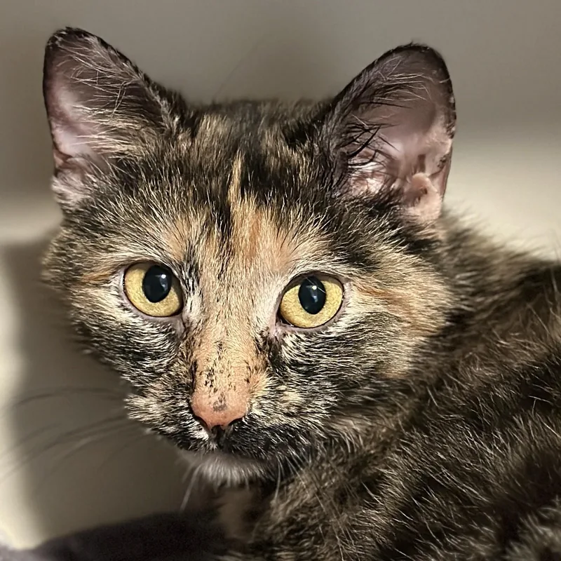 An adult medium-sized female Domestic Short Hair cat named Patsy for adoption in Victor, NY